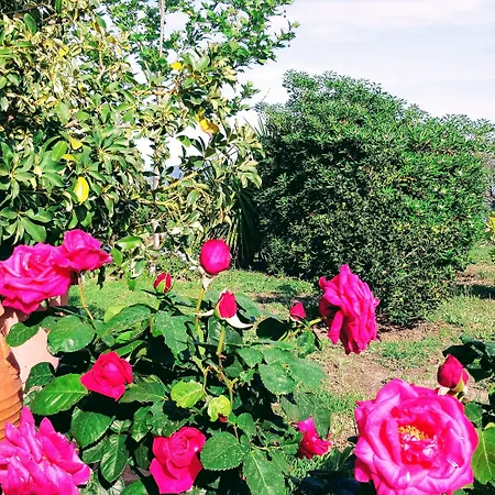 Aegean Sea Skiathos Vilă *